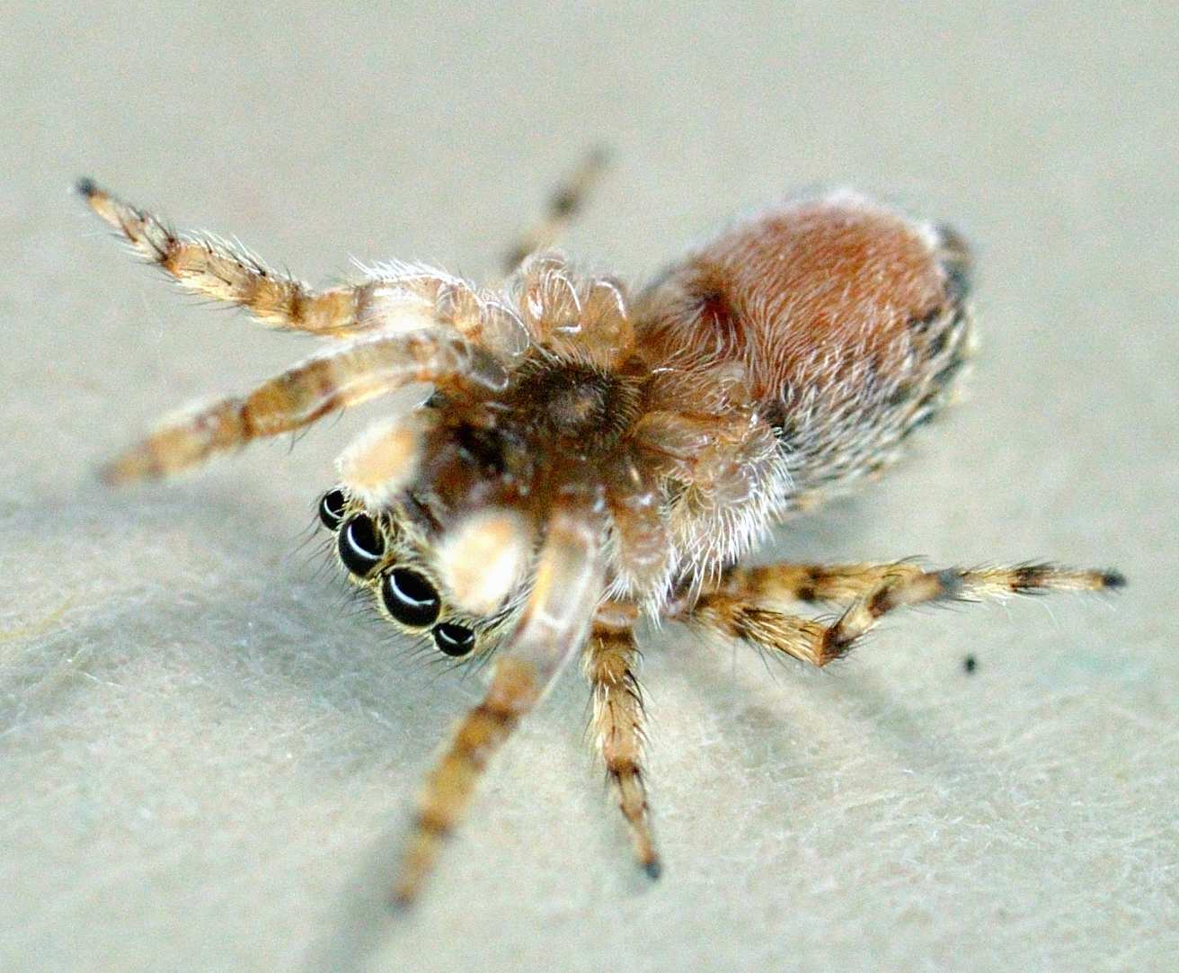 Salticidae